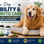 Golden Retriever Arthritis: Signs, Care & Relief 2026
